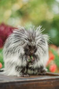 Michelle and Devin's Luxury Wedding at the Omaha Henry Doorly Zoo's Harper Event Center photographed by Claire Katan Creative